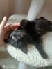 Killi (4)